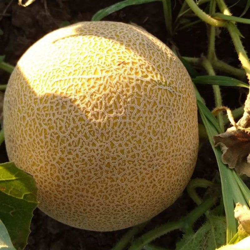 Диня Нора INX 1234 F1, 100 насінин — ультраранній (55 днів) тип Галія, Innova Seeds