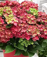 Гортензія крупнолистова "Remrandt' Rosso Glory"     квітучі садові чагарники
