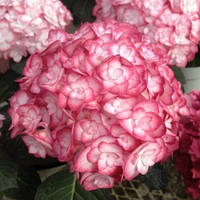 Гортензія крупнолистова "You and me "Miss Saori"        саджанці у горщиках