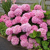 Гортензія великолистна "Early Pink"     декоративні саджанці для саду