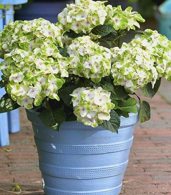 Гортензія великолистна "Caipirinha" розсада гортензії, фото 1