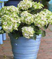 Гортензія великолистна "Caipirinha"    розсада гортензії