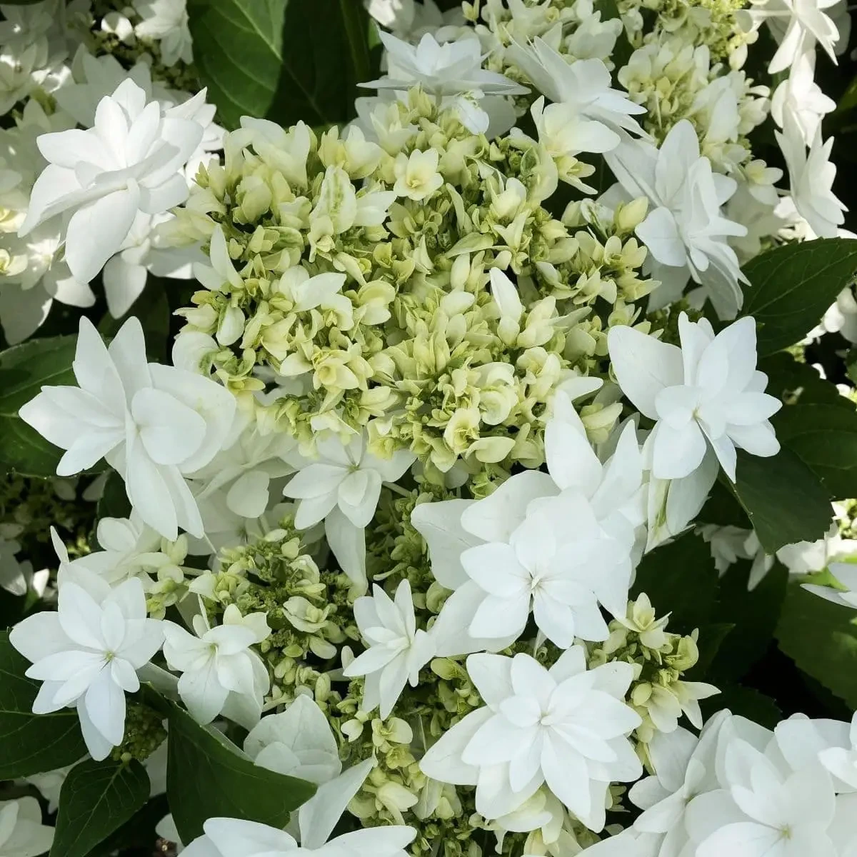 Гортензія великолистна "Finya" С2    декоративні чагарники багаторічники, фото 1