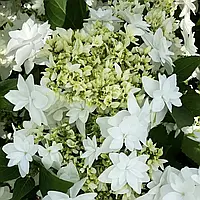 Гортензія великолистна "Finya" С2    декоративні чагарники багаторічники