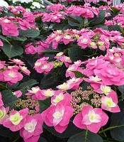 Гортензія великолистна "Flame Hot Pink"       декоративні саджанці для саду