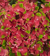 Гортензія великолистна "Glossy Lips"    декоративно-листяні рослини для саду
