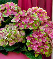 Гортензія великолистна "Grunes Gewolbe"    чагарники декоративні багаторічні