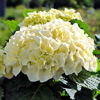 Гортензія великолистна "Hi' Crystal Palace"   багаторічні квіти,чагарники