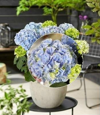 Гортензія великолистна "Hi' Mountain"  багаторічні  садові квіти, фото 1