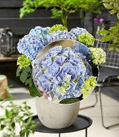 Гортензія великолистна "Hi' Mountain"    чагарники декоративні багаторічні