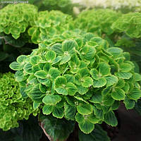 Гортензія великолистна "Magical" Green Cloud"   саджанці у горщиках