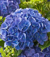 Гортензія великолистна "Renata Steiniger    рідкісні декоративні чагарники