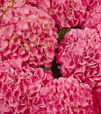 Гортензія великолистна "Saxon Style Pink" С3 садові декоративні чагарники, фото 1