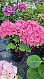 Гортензія великолистна "Saxon Style Pink" С3 садові декоративні чагарники, фото 2