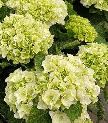 Гортензія великолистна "Hi' Hailstone"   садові рослини для вашого саду, фото 1