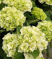 Гортензія великолистна "Hi' Hailstone"   садові рослини для вашого саду