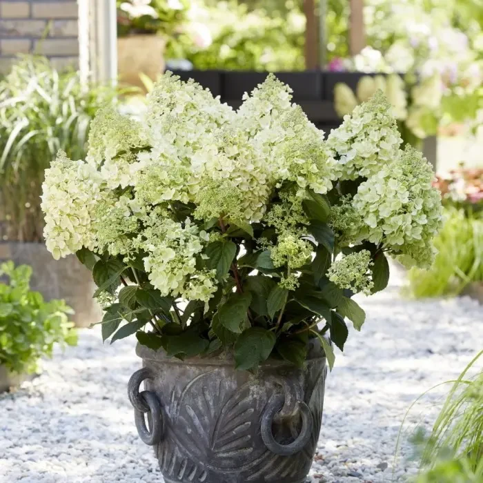 Гортензія волотиста "Bee Happy" С2   садові квітучі чагарники,квіти, фото 1