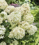 Гортензія волотиста "Petite Star"  С2, фото 2
