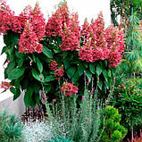 Гортензія волотиста "Pinky Winky" С2, фото 2