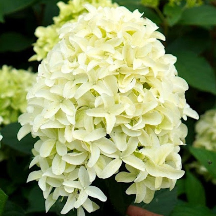 Гортензія волотиста "Skyfall", фото 1