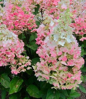 Гортензія волотиста "Candlelight" С2, фото 1