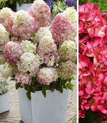 Гортензія волотиста "Diamant Rouge"С2, фото 1