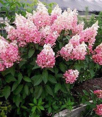 Гортензія волотиста "Pink Lady", фото 1