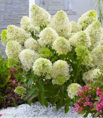 Гортензія волотиста "Skyfall" С2, фото 1