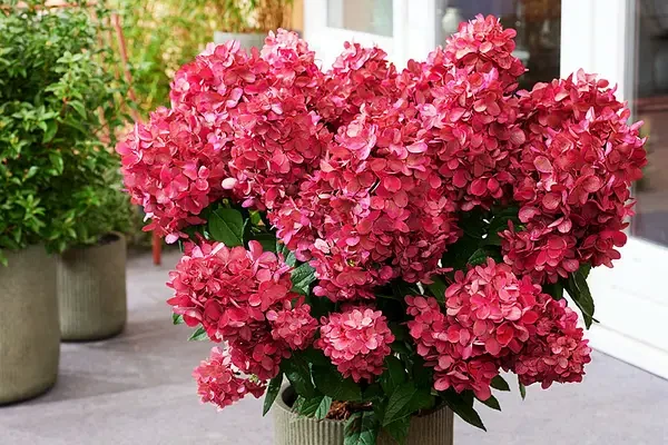 Гортензія волотиста "Bonfire" С3, фото 1