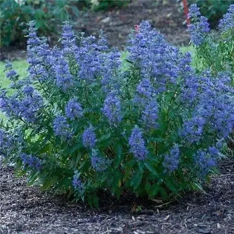 Саджанці Каріоптерісу