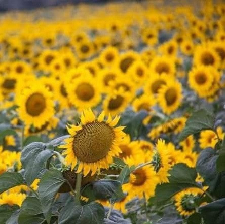 Насіння соняшника НС Х 8005, під Гранстар, 7 рас вовчка, 104-106 днів, Екстра Плюс