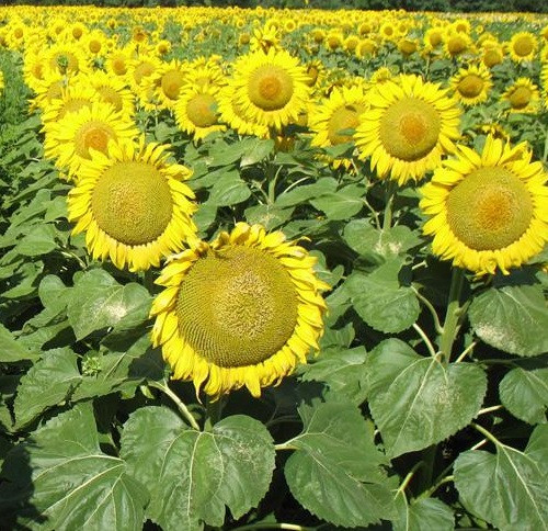 Насіння соняшника НС Оскар, під Гранстар, 7+ рас вовчка, 90-95 днів, Стандарт, фото 1