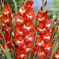 Гладіолус BEACH PARTY 10/12