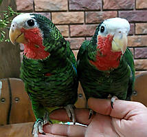Кубинський амазон ,малюки догодовуванці.