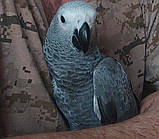 Жако(малюки), фото 2