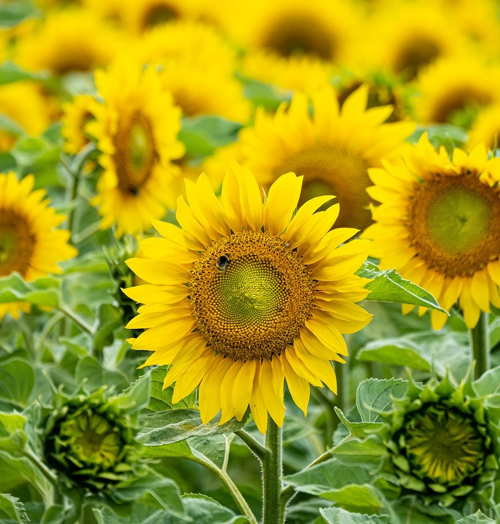 Насіння соняшника НС Таурус, під Євролайтинг, 109-113 днів, урожай - 2023, Екстра, фото 1