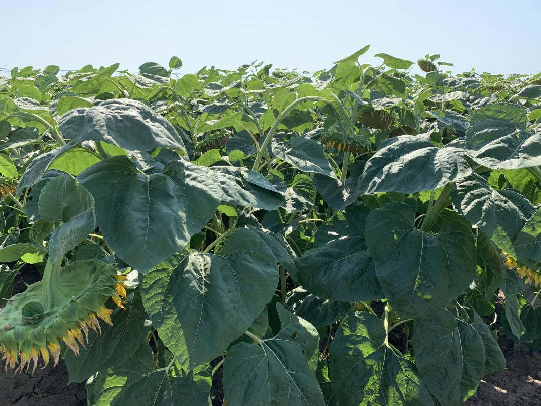 Насіння соняшника НС Х 2652, під Гранстар, 106-109 днів, Стандарт, фото 1