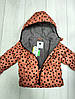 Куртка для дівчинки теракотова в горох Tex 104см, фото 2