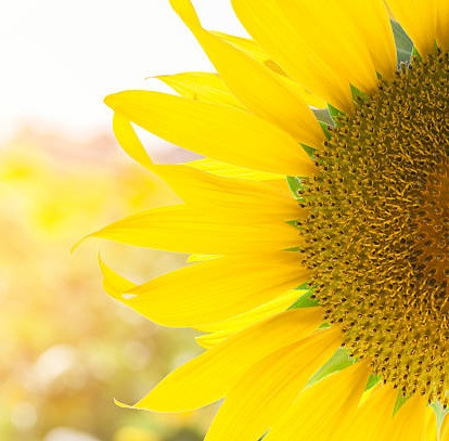 Насіння соняшника НС Х 8005, під Гранстар, 7 рас вовчка, 104-106 днів, Стандарт, фото 1