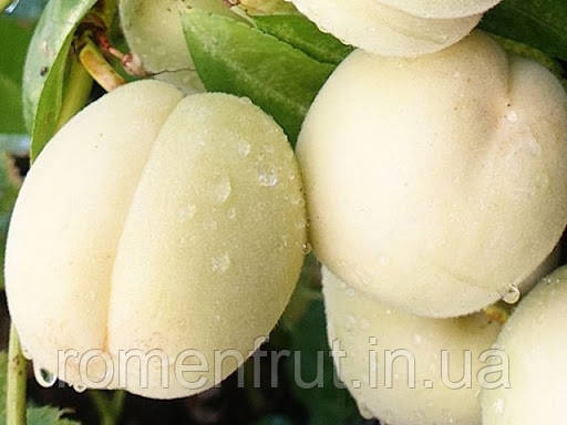 Персик "Айс Піч" (Ice Peach)