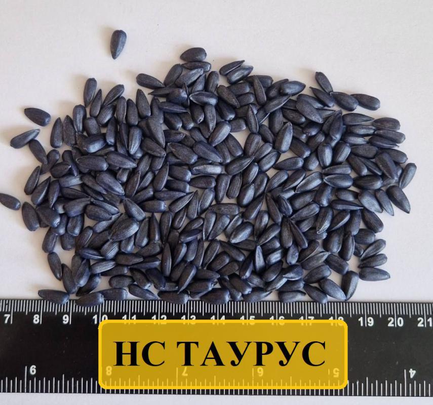 Насіння соняшника НС Таурус, під Євролайтинг, 109-113 днів, урожай - 2024, Екстра Плюс