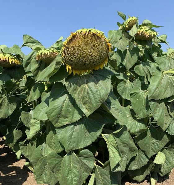 Насіння соняшника НС Таурус, під Євролайтинг, 109-113 днів, урожай - 2024, Екстра, фото 1