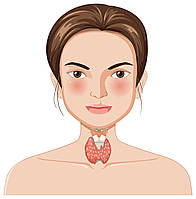 Щитоподібна залоза під контролем: прості поради та ефективні натуральні добавки для вашого здоров'я