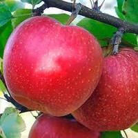 Яблуня домашня MALUS DOMESTICA (MELO) ELSTAR CLT 10 1/2 STD