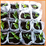 Рукав для розсади 100х500 метрів 40 мкм (білий) пакети для розсади, фото 5