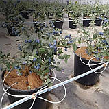 Крапельна трубка Presto-PS біла для крапельниць мікроджет діаметр 5*1,5 мм, довжина 100 м (PVH 5B), фото 6