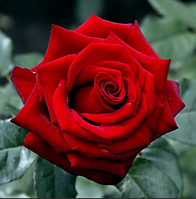 Саджанець троянди чайно-гібридної "БЛЕК МЕДЖИК" клас А