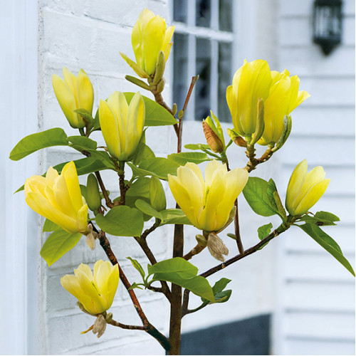 Магнолія ‘Yellow River’, Н - 1 м - 1,2 м, фото 1