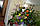 Стрептокарпус-2, підставка для квітів на 40 кольорів, фото 3