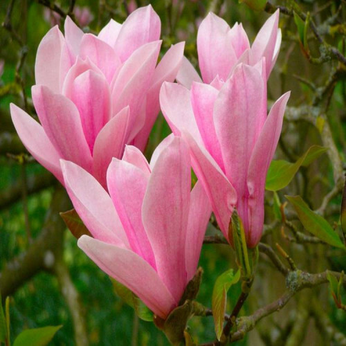 Магнолія ‘Heaven Scent’ Н - 1,2-1,4 м